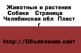 Животные и растения Собаки - Страница 2 . Челябинская обл.,Пласт г.